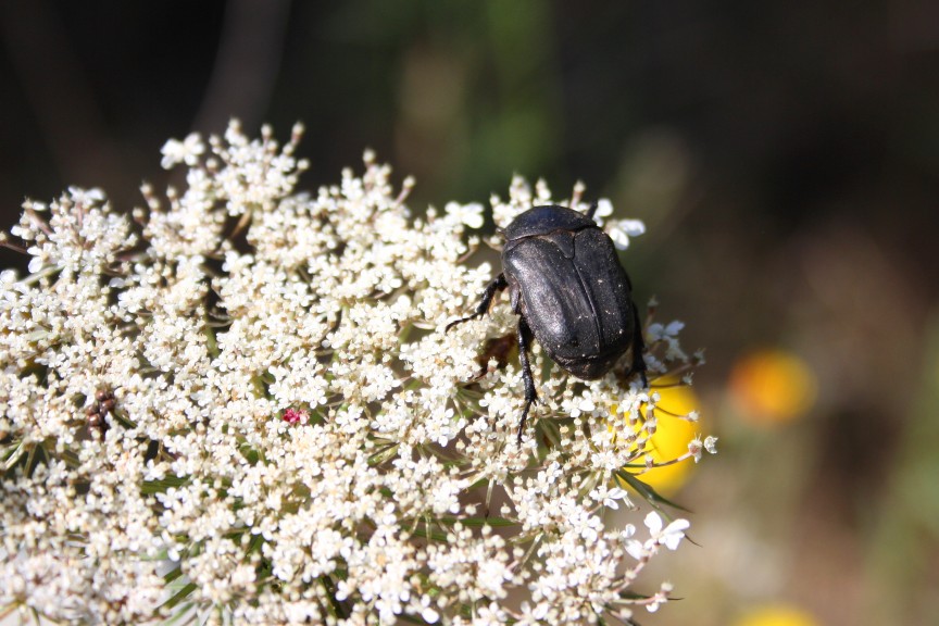 Protaetia (Netocia) morio